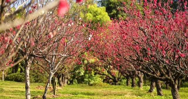 广州番禺市桥莲花山旅游攻略图3