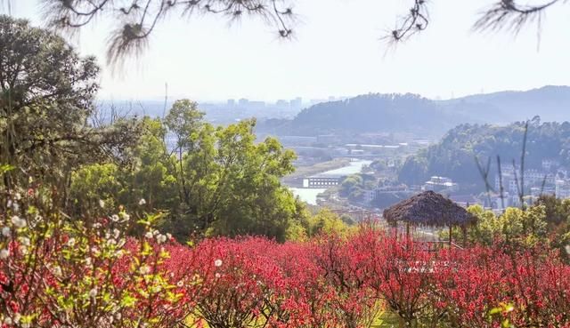 广州番禺市桥莲花山旅游攻略图4