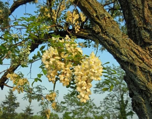 什么鲜花最好吃又营养,鲜花有营养图1