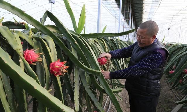 火龙果的叶子为什么像仙人掌,火龙果树为啥长得像仙人掌图6