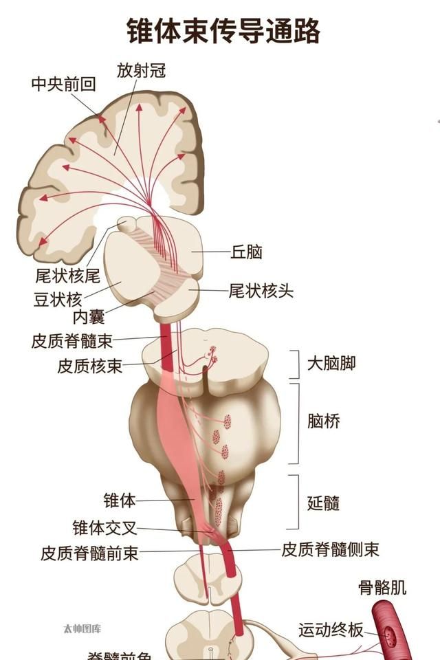 神经笔记运动系统(神经系统笔记)图1