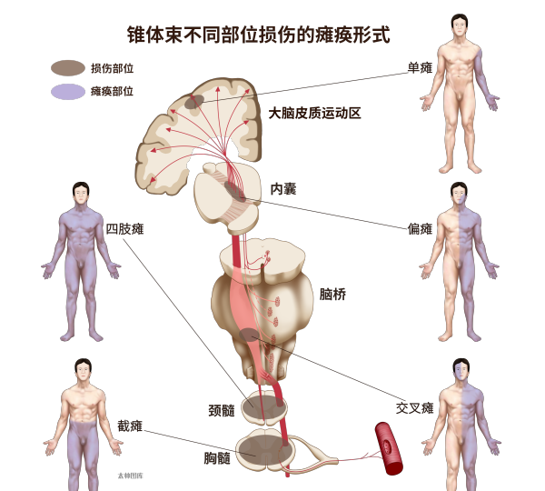 神经笔记运动系统(神经系统笔记)图2