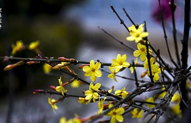 晏殊为什么写无可奈何花落去(晏殊短句)图3