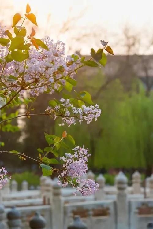 丁香花,丁香花唐磊图1