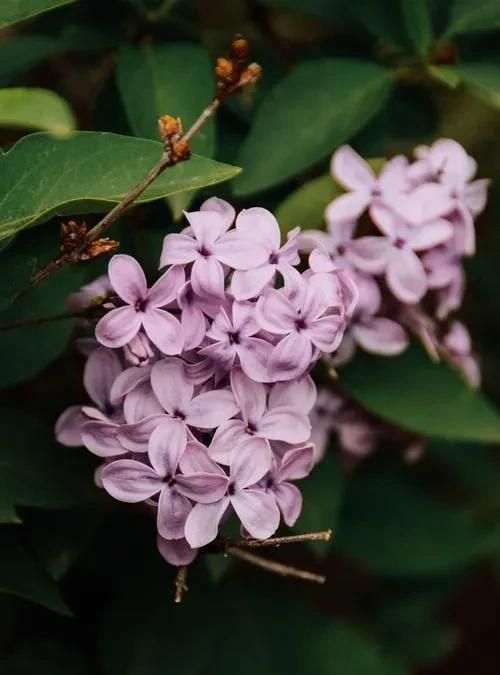 丁香花,丁香花唐磊图6