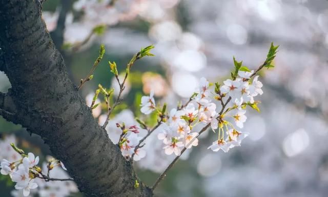 细读十首刘长卿的诗日暮苍山远(刘长卿诗100首)图10