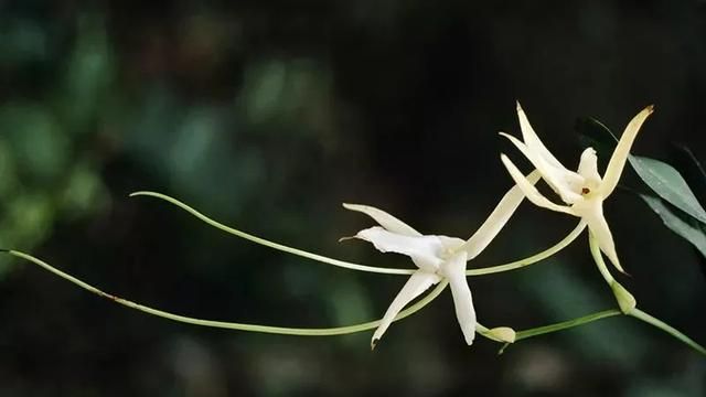 7首最美茶诗赏析茶人必读必背,白居易茶诗中的茶人茶事图3