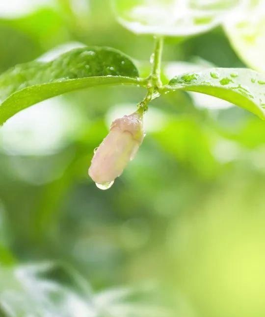 又是一个草长莺飞的季节图1