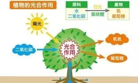 什么叫光合作用光合作用有什么意义图3