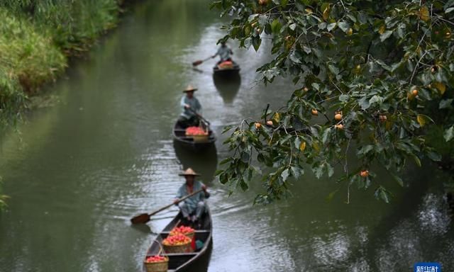 探访杭州西溪湿地体验生态之旅,杭州五常湿地和西溪湿地图7