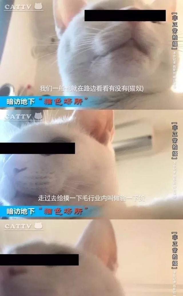 养猫有风险什么需谨慎(养猫新手一定不能犯的错)图22