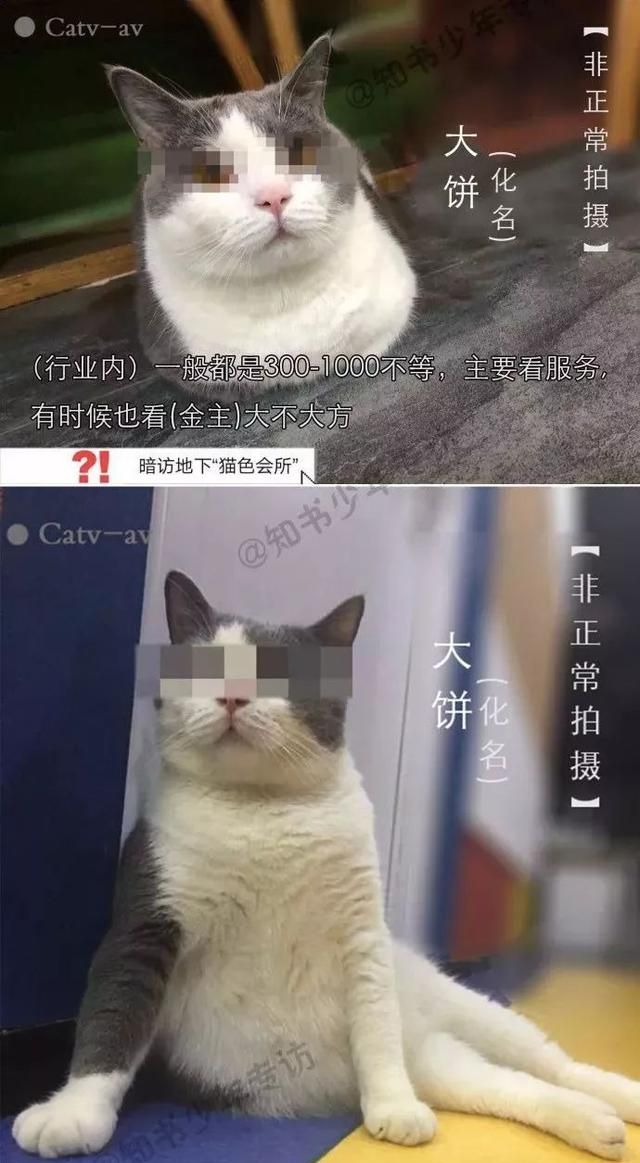 养猫有风险什么需谨慎(养猫新手一定不能犯的错)图23