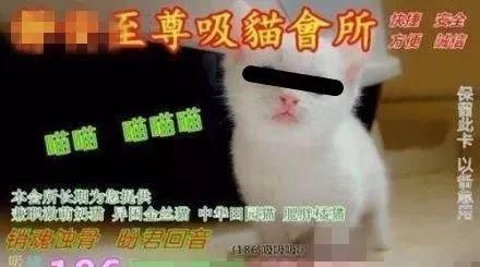 养猫有风险什么需谨慎(养猫新手一定不能犯的错)图24