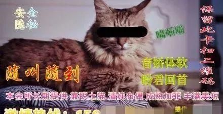 养猫有风险什么需谨慎(养猫新手一定不能犯的错)图25