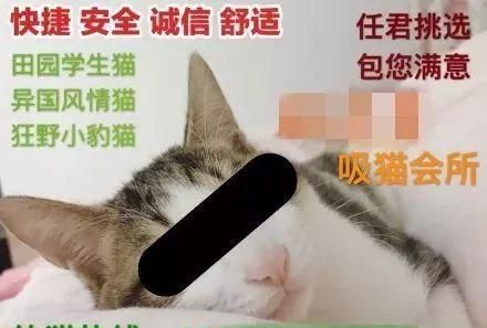 养猫有风险什么需谨慎(养猫新手一定不能犯的错)图26