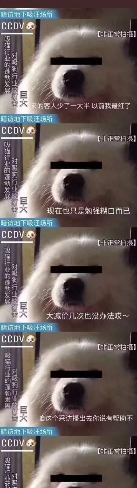 养猫有风险什么需谨慎(养猫新手一定不能犯的错)图27