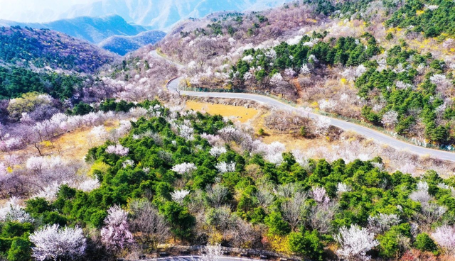 青龙峡花海(青龙峡连翘花海)图4