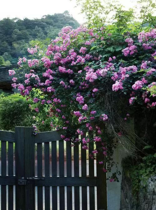 闲看庭前花开花落(闲看庭前花开花落淡看云卷云舒)图14