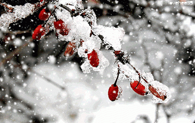 带有雪字的唯美古诗词精选,关于雪的唯美古诗句大全图1