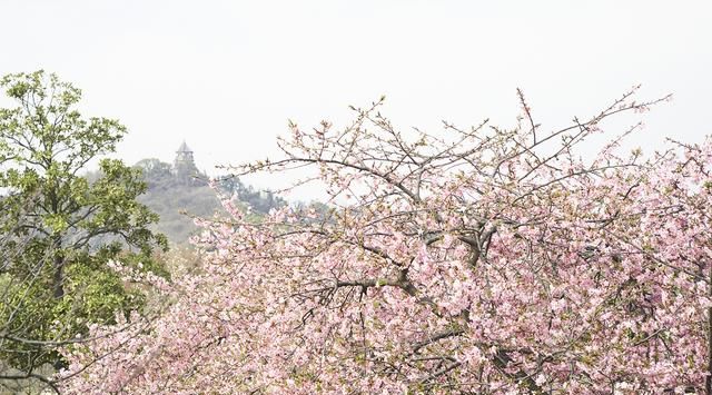 辰山植物园，城事｜春光无限好！辰山植物园“最美河津樱大道”迎来盛花期图1