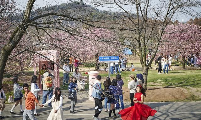 辰山植物园，城事｜春光无限好！辰山植物园“最美河津樱大道”迎来盛花期图9