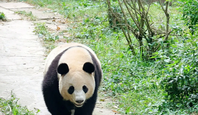 成都熊猫基地的游玩攻略(熊猫基地最新规划对保利198的影响)图2