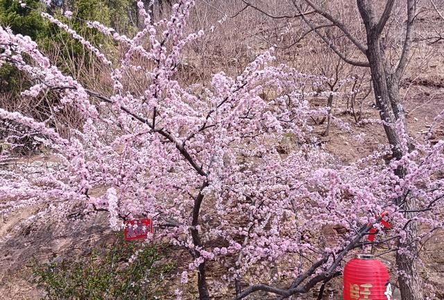 济南红叶谷一日游路线,济南南山春天一日游最佳景点图6