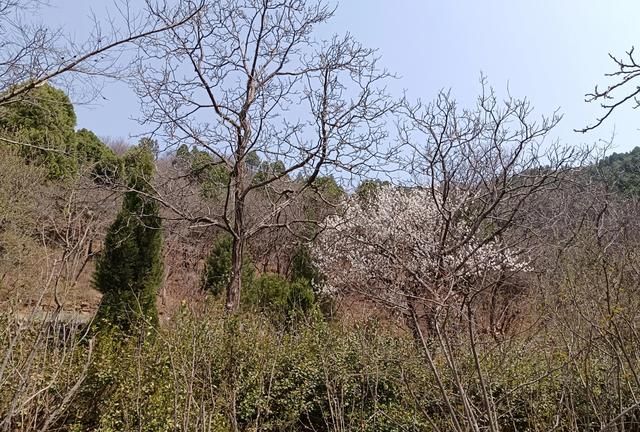 济南红叶谷一日游路线,济南南山春天一日游最佳景点图16