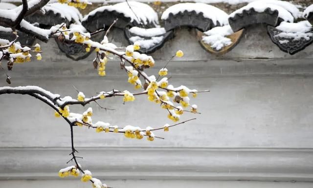 人生四季皆风景,雪落时节又逢君什么意思图5