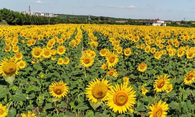 《长歌行》告诉我们什么道理图1