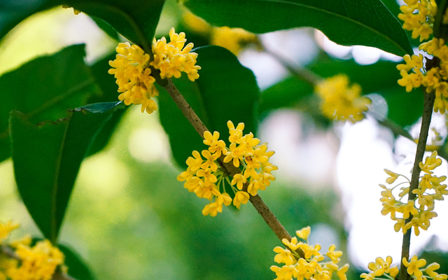 中秋节最经典的诗歌(中秋节最好的一首诗)图5