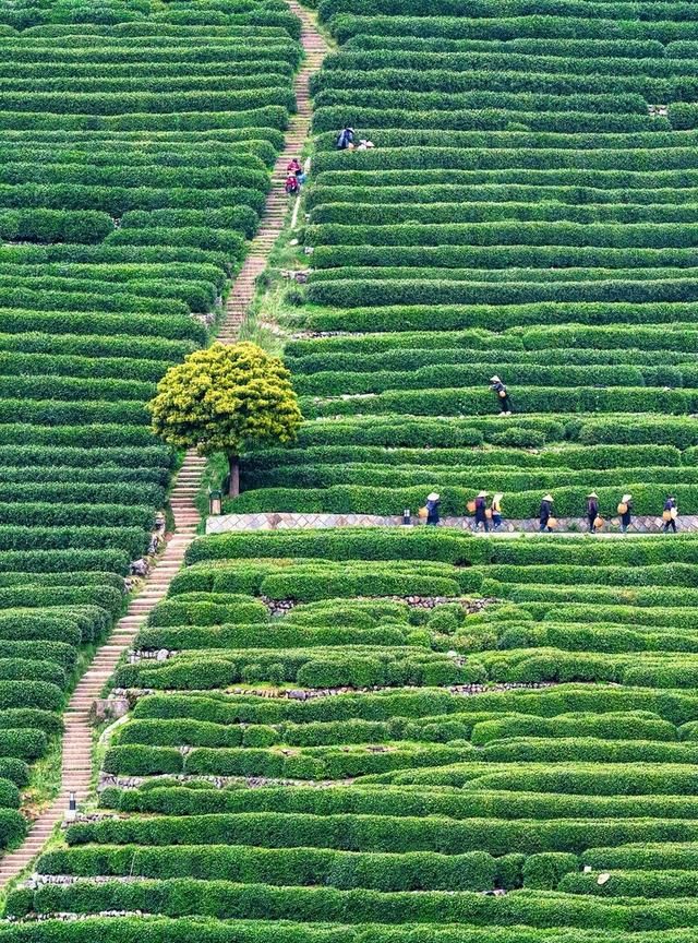 清明节适合游玩的地方(清明时节旅游最佳地方)图2