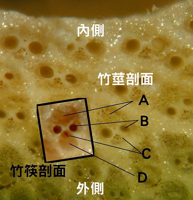 为什么竹子生长的速度要比树木快很多呢图3