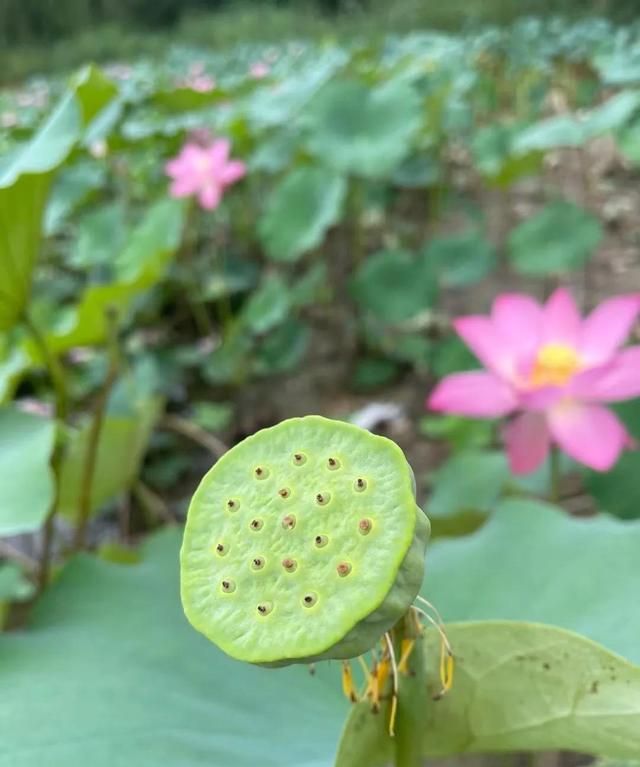 接天莲叶无穷碧映日荷花别样红图1