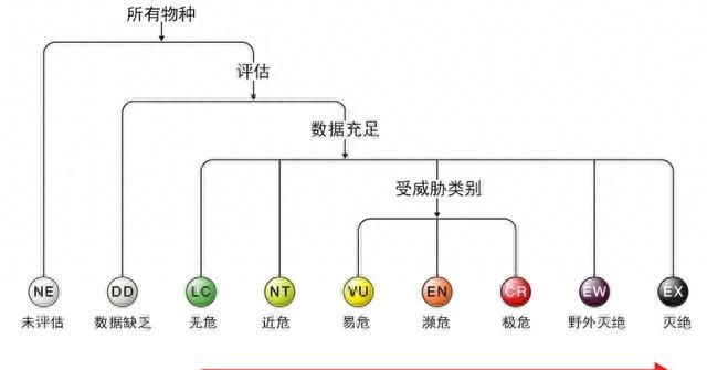 野生大熊猫会不会迁徙到其他国家图15