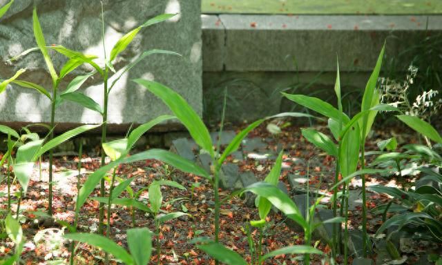 老虎姜野生和种植的有什么区别(哪里种植的老虎姜最多)图1