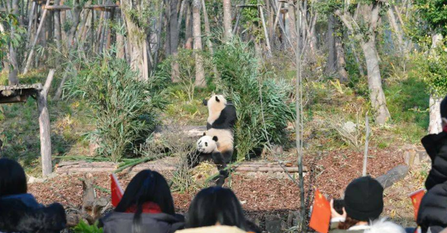 成都熊猫基地旅游攻略路线推荐图9