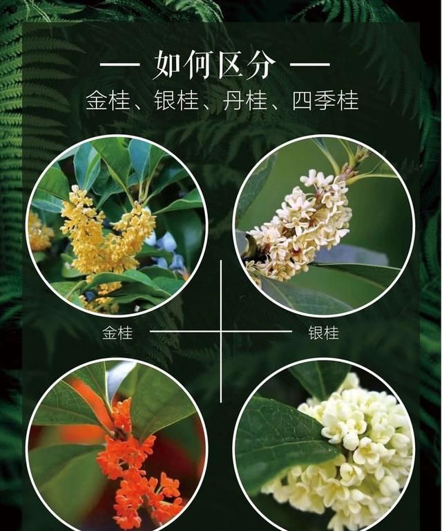 泡桂花酒的制作方法,怎样泡桂花酒好喝又简单图2