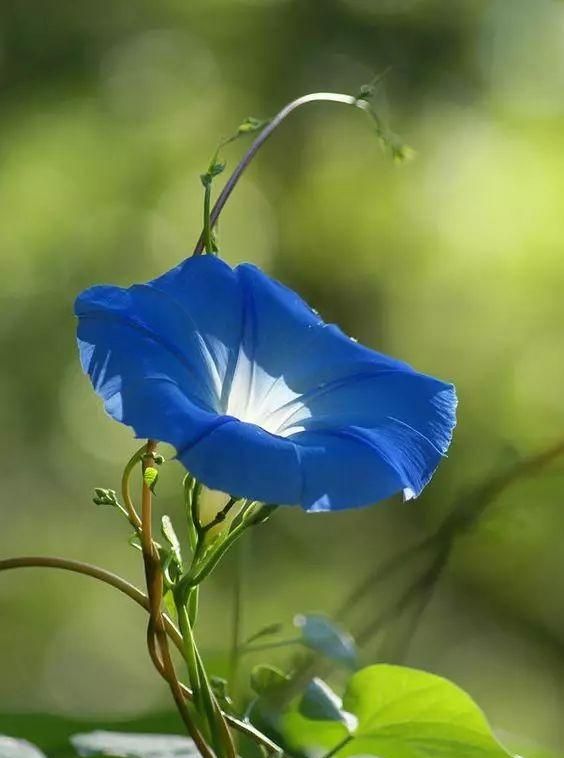 牵牛花的花语,牵牛花的花语和寓意文案怎么写图1