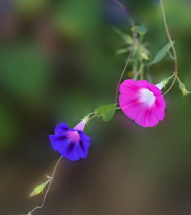 牵牛花的花语,牵牛花的花语和寓意文案怎么写图4