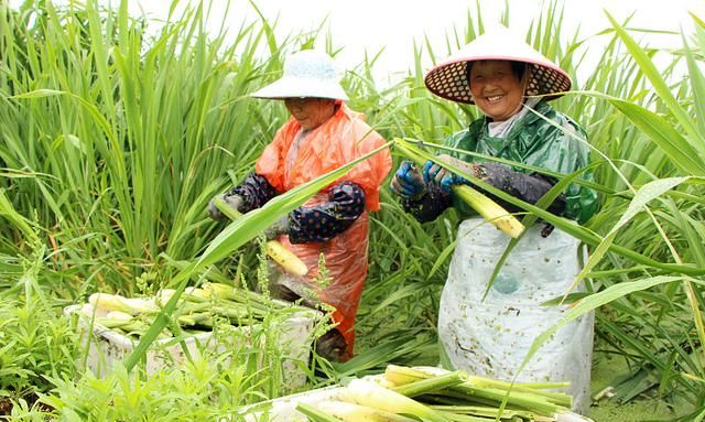 常见的水生蔬菜有哪些,水生蔬菜类蔬菜有哪些图片图2