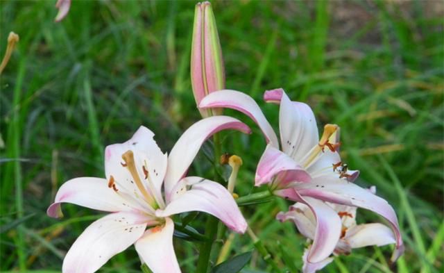 百合花语和寓意是什么意思啊(玫瑰花百合花语是什么意思)图4