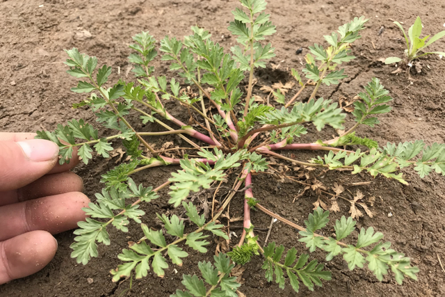 中草药鸡毛草,鸡毛草的功效和作用图1