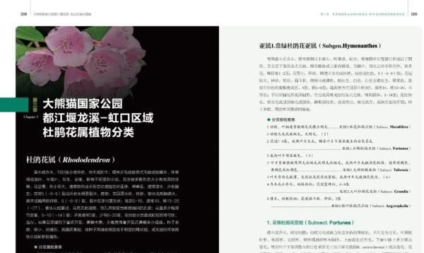 这里藏了35种杜鹃花图13