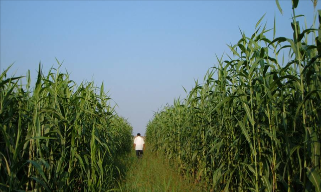 甜高粱牧草适合在哪些地区种植(甜高粱牧草高产品种排行)图2