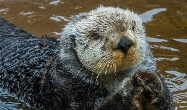 鳄鱼遇到了它真正的克星水獭(水獭围攻鳄鱼鳄鱼吓得爬上岸)图3