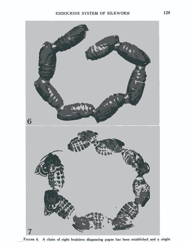 八只蛹互相串联能发育成什么样子图8