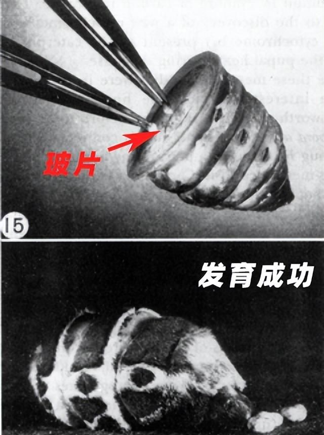 八只蛹互相串联能发育成什么样子图9