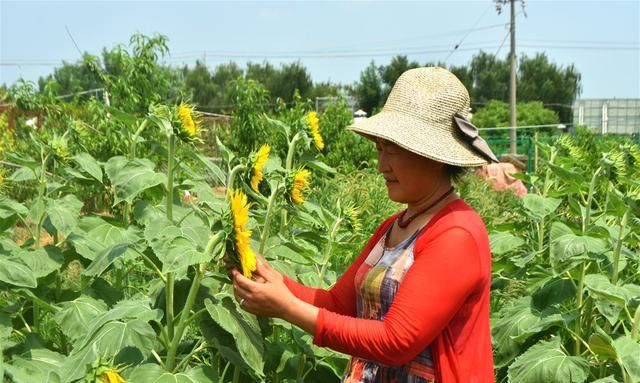 自己种的瓜子能榨油吗,能榨油的瓜子有什么图3