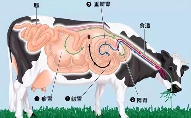 毛肚和百叶有什么区别?千万别告诉我一黑一白图5